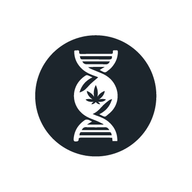 Genetiche di marijuana