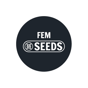 Semi femminizzati sfusi
